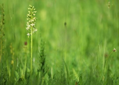 Platanthera bifolia