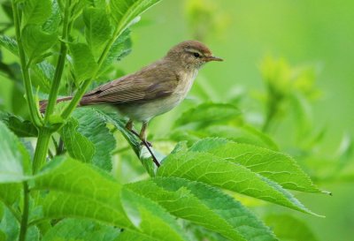 Common Chiffchaff