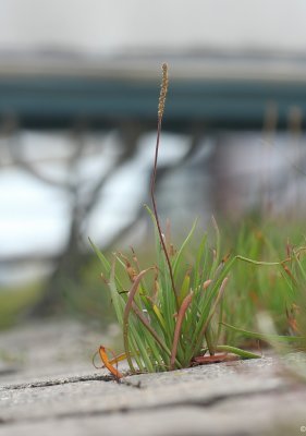 Plantago maritima