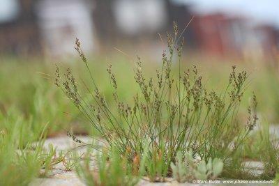 Juncus gerardii