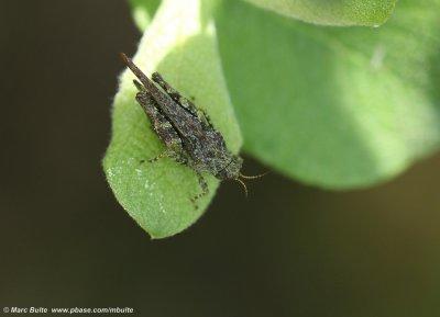 Zanddoorntje (Tetrix ceperoi)