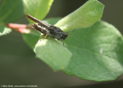 Zanddoorntje (Tetrix ceperoi)