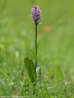 Dactylorhiza fuchsi