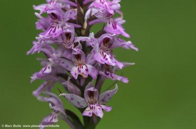 Dactylorhiza fuchsi