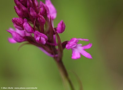 Anacamptis pyramidalis