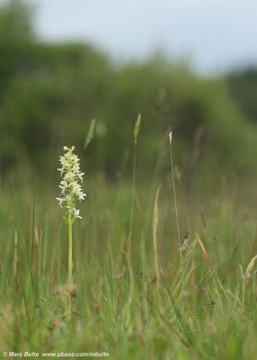 Platanthera bifolia