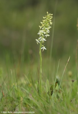 Platanthera bifolia