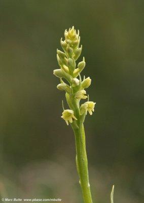 Pseudorchis straminea