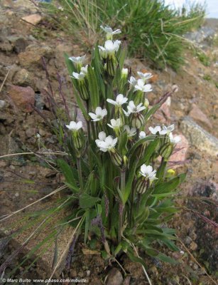 Silene involucrata involucrata