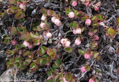 Vaccinium uliginosum microphyllum