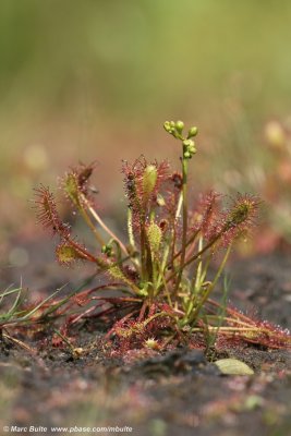 Droseraceae