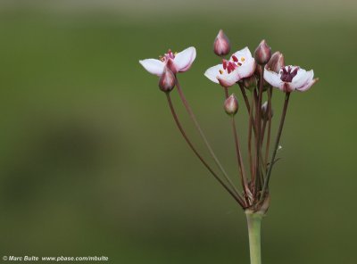 Butomaceae
