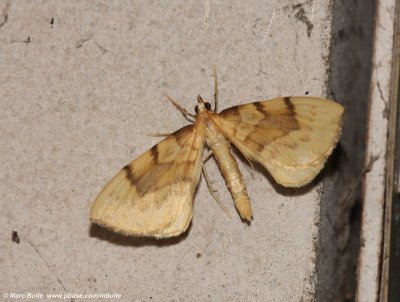 Gele Agaatspanner (Gandaritis pyraliata)