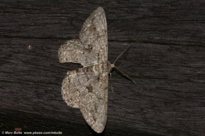 Grote Spikkelspanner (Hypomecis roboraria)