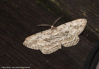 Grote Spikkelspanner (Hypomecis roboraria)