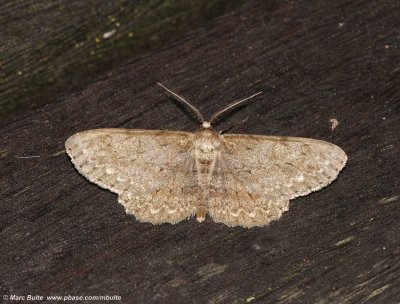 Geometridae sp.