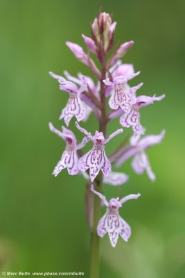 Dactylorhiza fuchsi