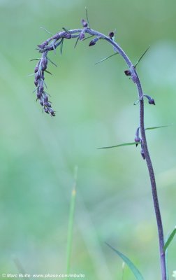 Epipactis atrorubens