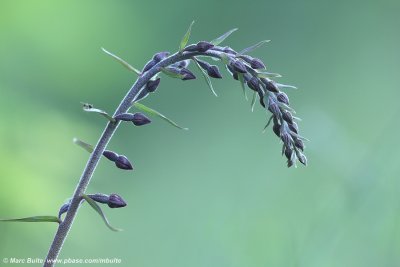 Epipactis atrorubens