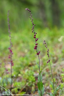Epipactis atrorubens