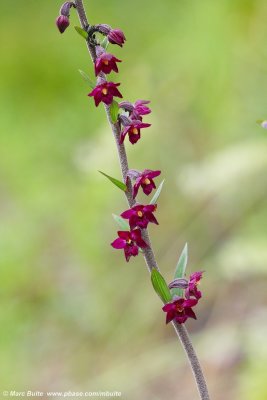 Epipactis atrorubens