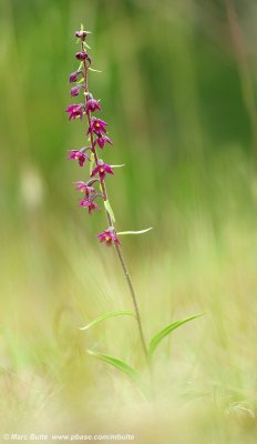 Epipactis