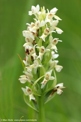 Dactylorhiza ochroleuca