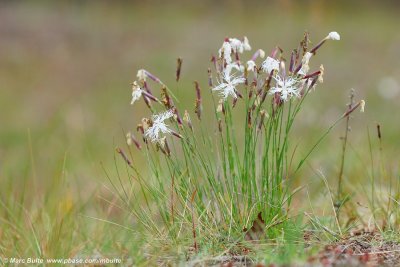 Dianthus superbus 