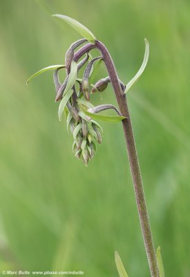 Epipactis palustris