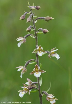 Epipactis palustris