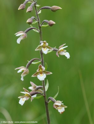 Epipactis palustris
