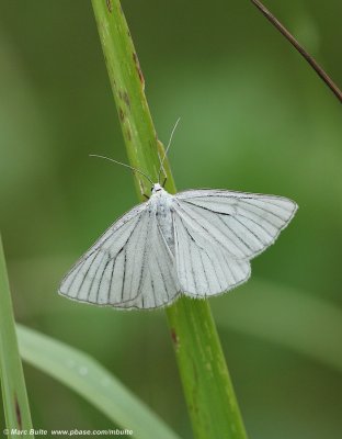 Vals Witje (Siona lineata)