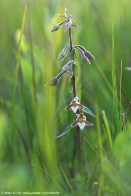 Epipactis palustris