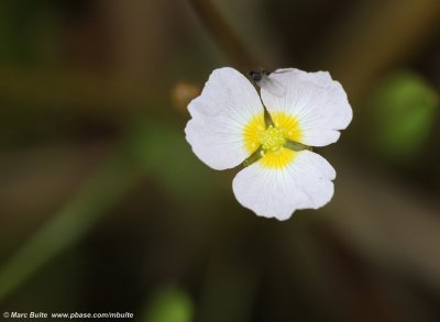 Baldellia ranunculoides ranunculoides