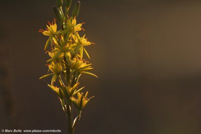 Nartheciaceae