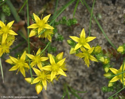 Crassulaceae