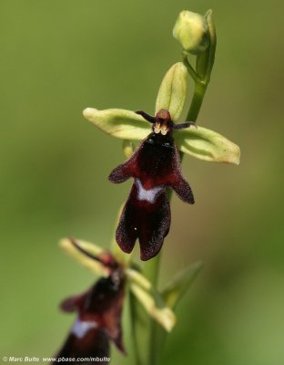 Ophrys insectifera