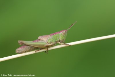 Kustsprinkhaan (Chorthippus albomarginatus)