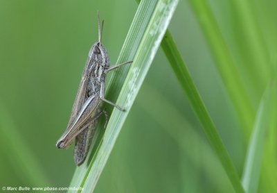 Kustsprinkhaan (Chorthippus albomarginatus)