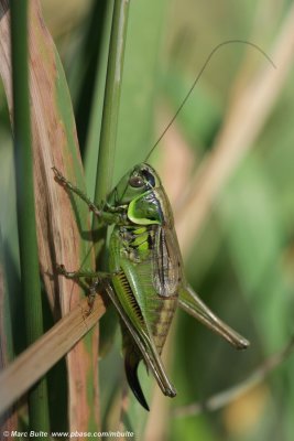 Greppelsprinkhaan (Metrioptera roeselii) 
