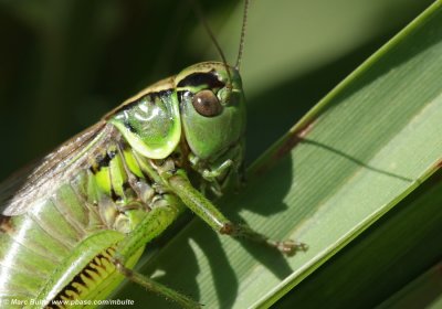 Greppelsprinkhaan (Metrioptera roeselii) 