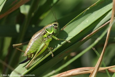 Greppelsprinkhaan (Metrioptera roeselii) 