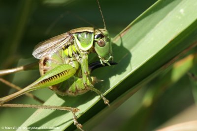 Greppelsprinkhaan (Metrioptera roeselii) 