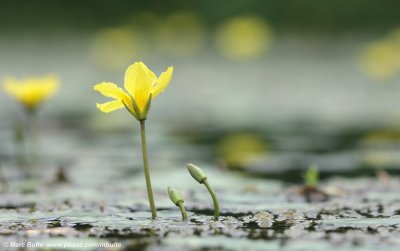 Nymphoides peltata