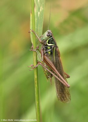 Greppelsprinkhaan (Metrioptera roeselii) 