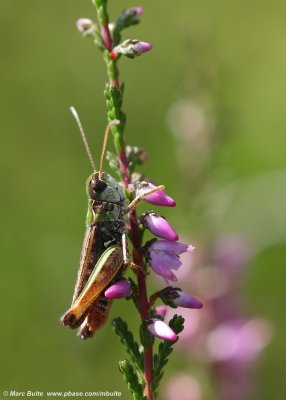 Knopsprietje (Myrmeleotettix maculatus)