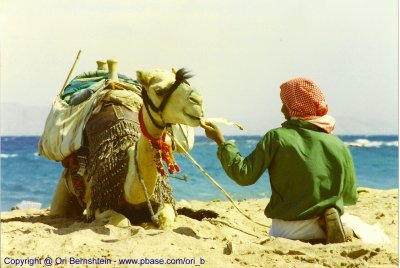 Dahab , Sinai Peninsula ,1994