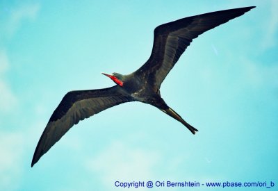 Galapagos , Equador , 2001