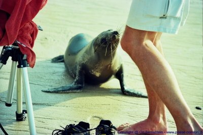 Galapagos , Equador , 2001