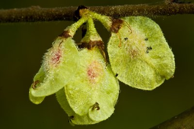 032512-6709.jpg    Redbud seed pod